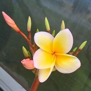 Meet your Posher, Mac